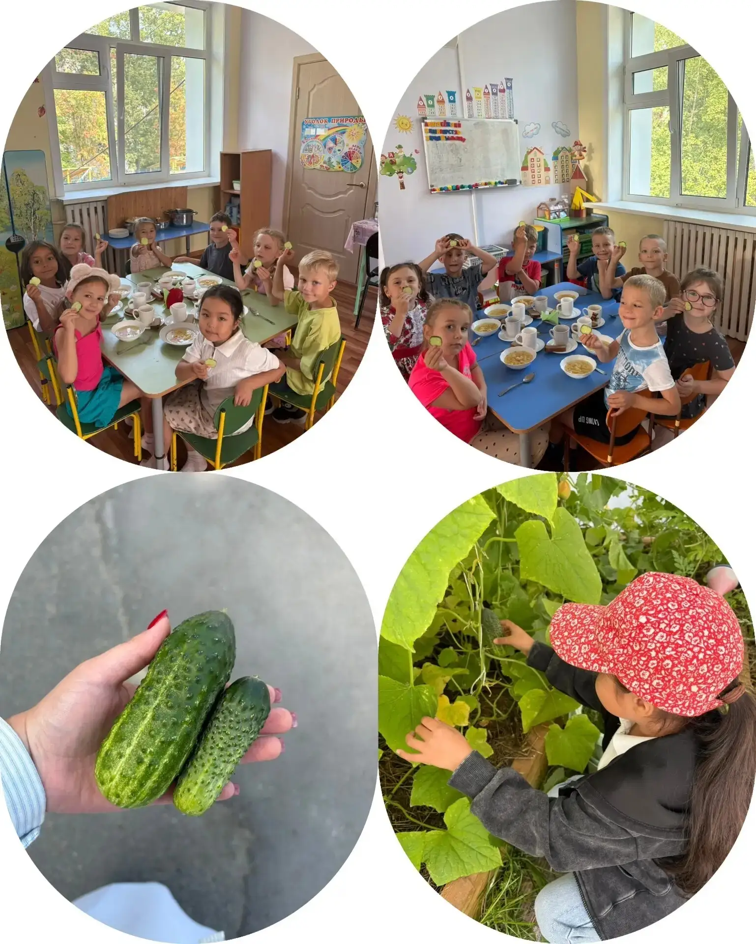 Чудеса в огороде: Наш огурец! 🥒✨