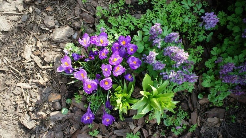 🌱 Почему первоцветы спешат цвести так рано? 🌼  Вы замечали, что первые цветы появляются, когда снег 