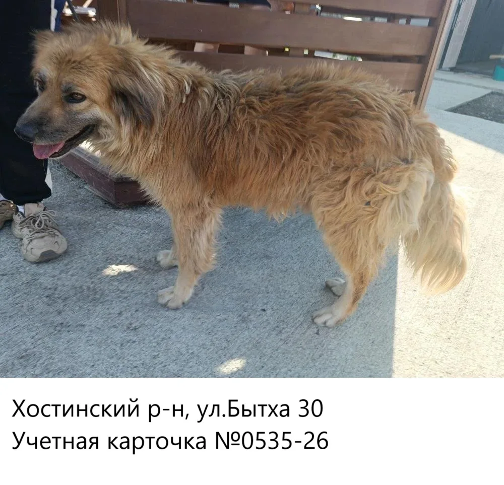 11.06.2026 был отлов собак по адресам:
Хостинский р-н:
- ул.Бытха 30
- ул. Аллея Челтенхема, 8
для д