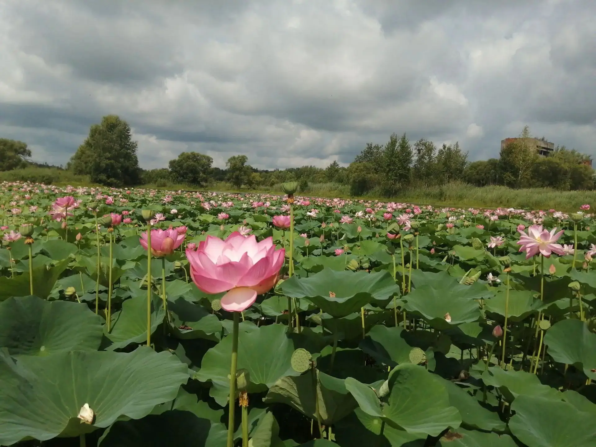 п Хор степь,Озеро лотосов вот такое🌸💥