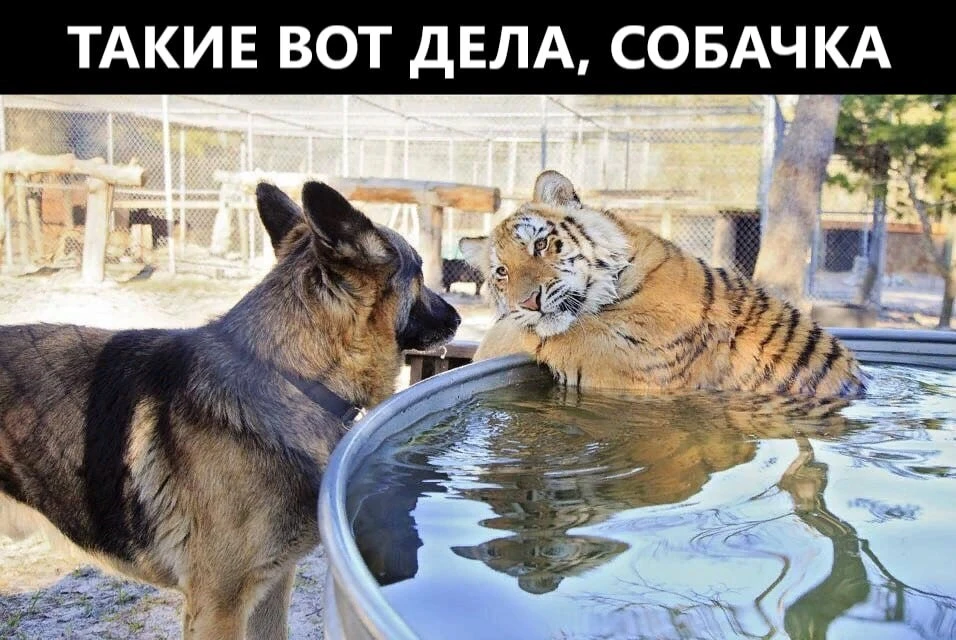 🤫 Осторожнее с мемами в рабочем чате