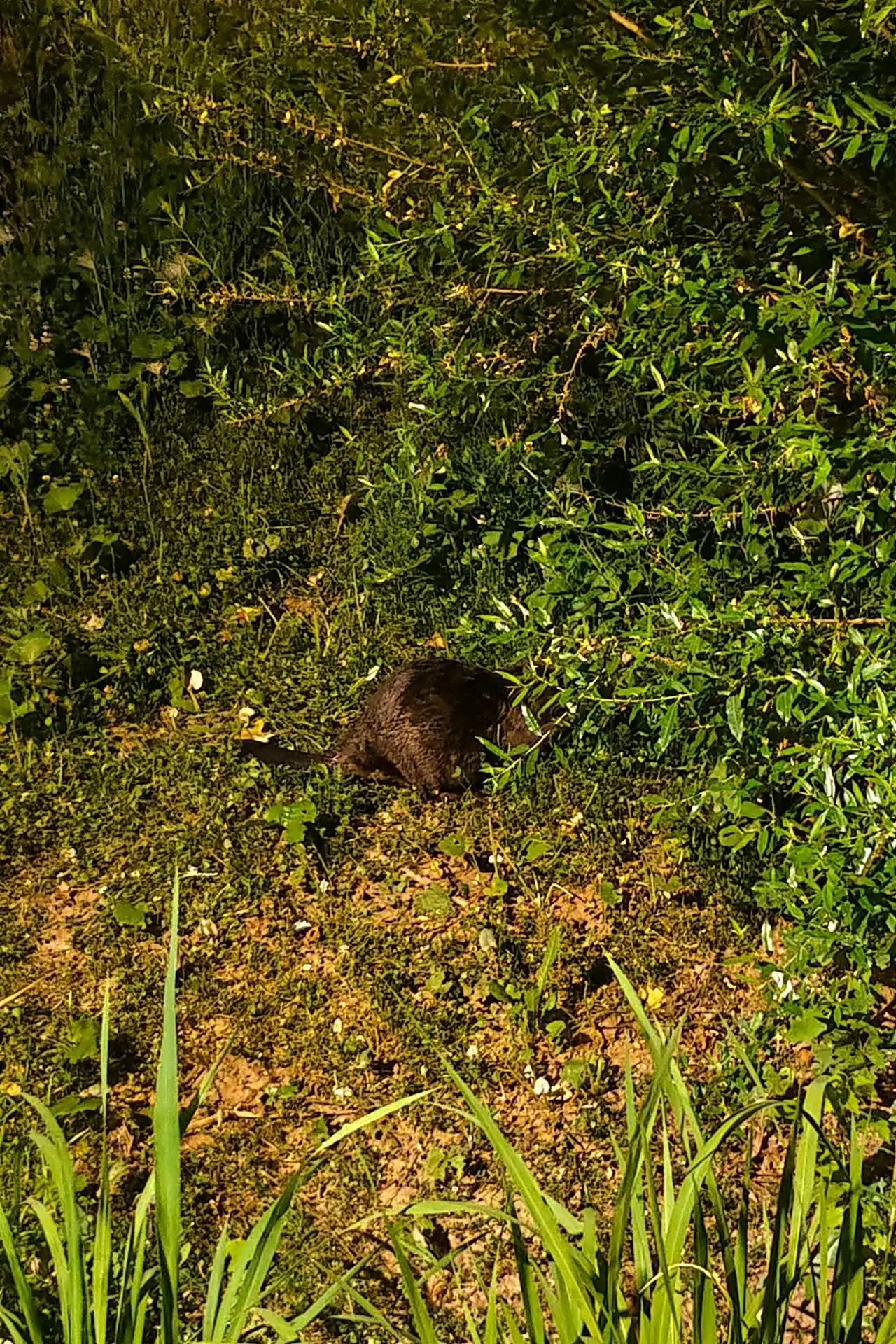 Бобр был замечен в Зеленых Аллеях! 🐿️ Это такое приятное зрелище, когда дикая природа заглядывает к