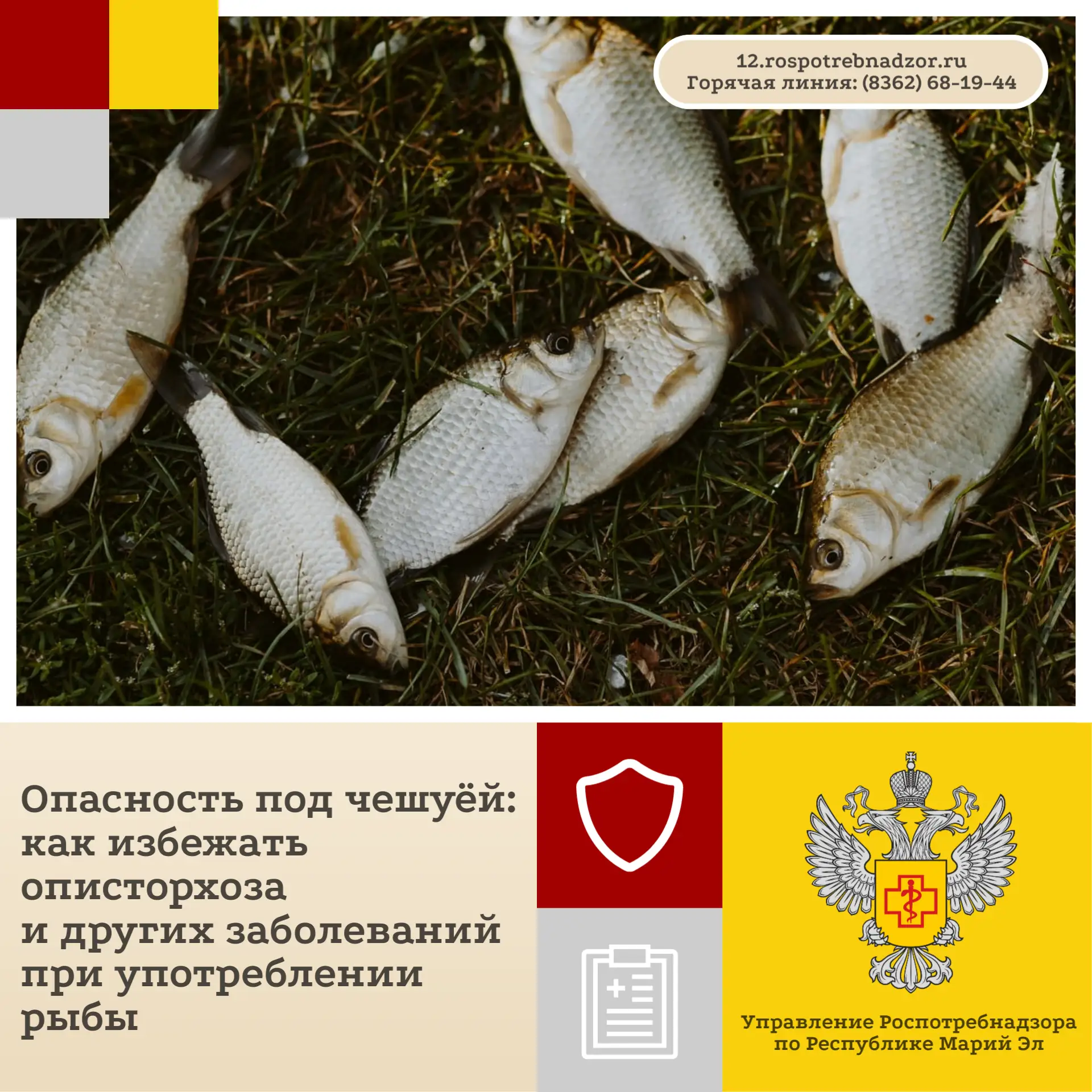 Употребление рыбы может стать причиной заражения различными паразитарными заболеваниями...