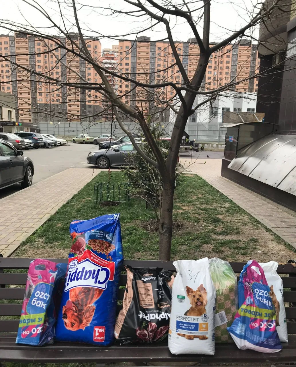 Промежуточные итоги. Приют «Краснодог» 🐾