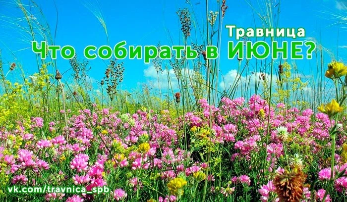 🍃СБОР ЛЕКАРСТВЕННЫХ РАСТЕНИЙ - ИЮНЬ 🌿

Вот и наступило время активного сбора лекарственных дикорас