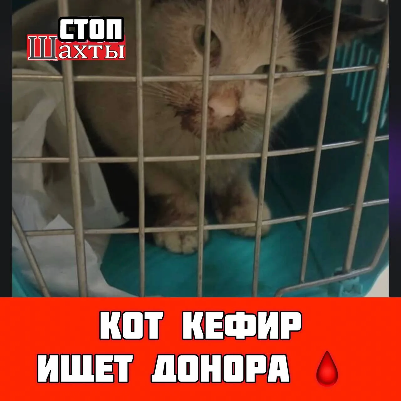 Кефир ищет донора 🩸🐱  г. Шахты   8-961-280-49-29 Алена   👉Подпишись на Стоп Шахты  💌Прислать новость