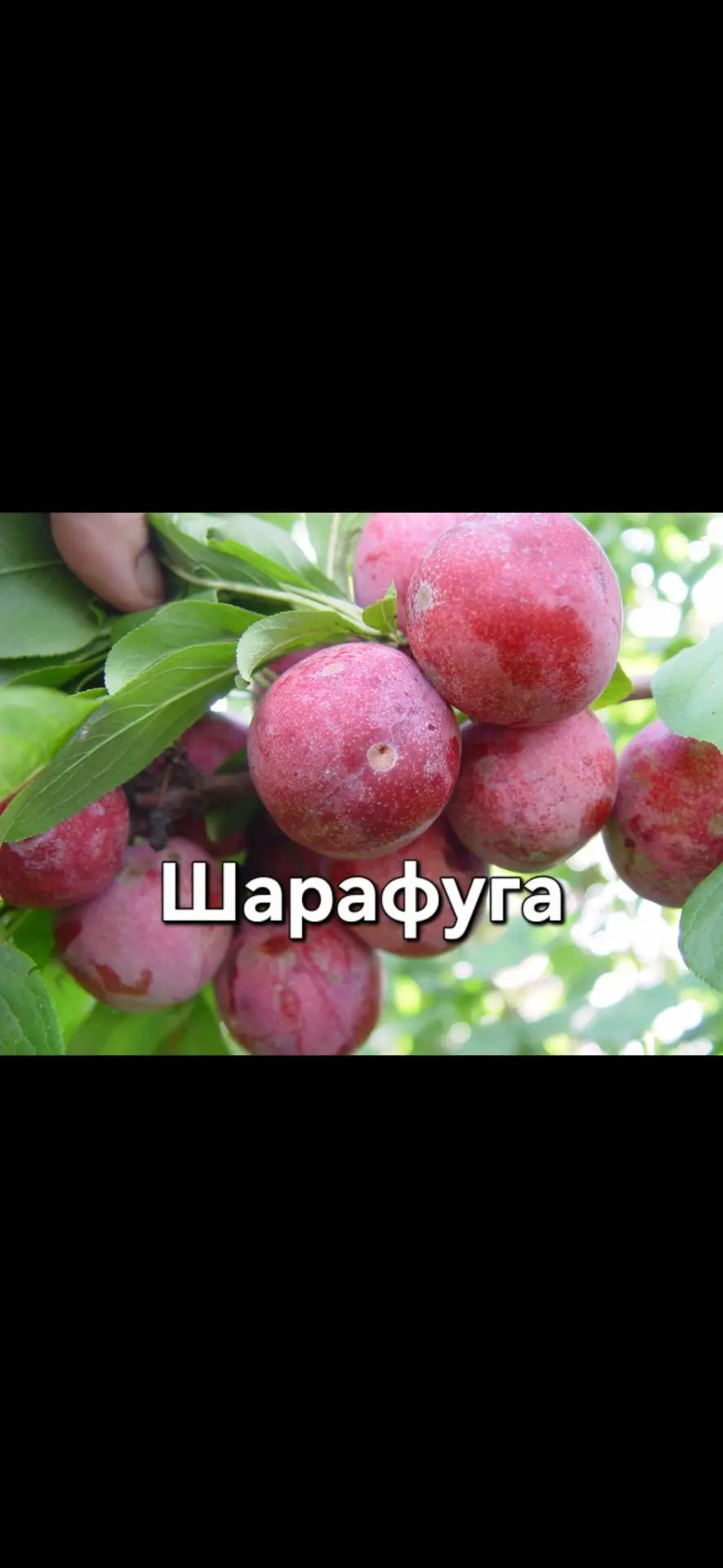 Очень не просто было найти Шарафугу ,способную расти в моих не простых условиях Владими...