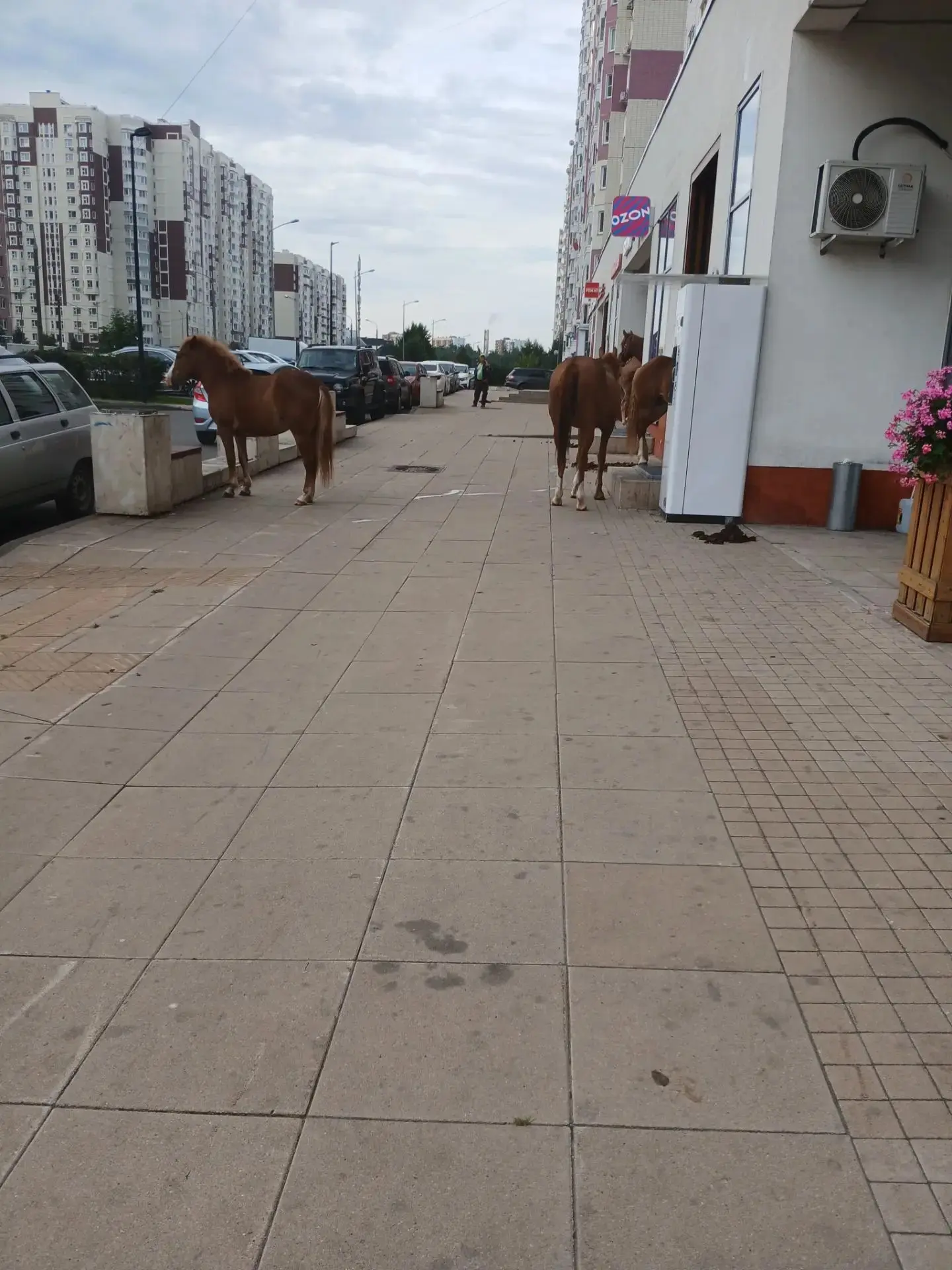 Лошади гуляют по Новым Ватутинкам.