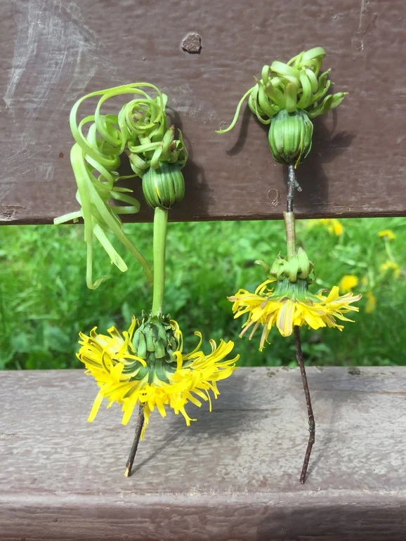 🌼 Когда цветы превращаются в куколок: секрет старых игр 🌼