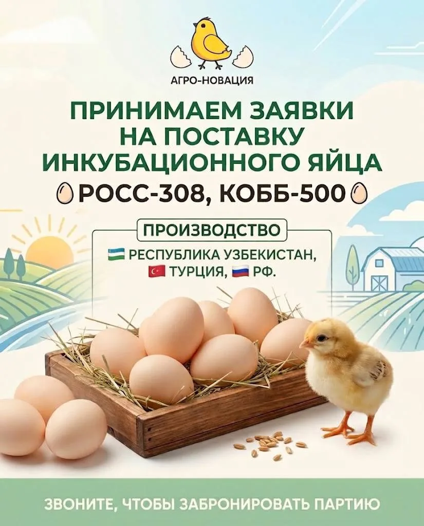 Принимаем заявки на поставку инкубационного яйца📝