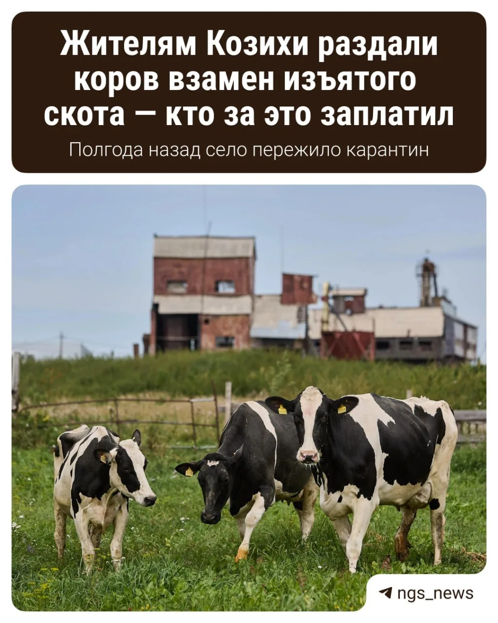 В Козихе 12 семьям выдали 28 бесплатных коров