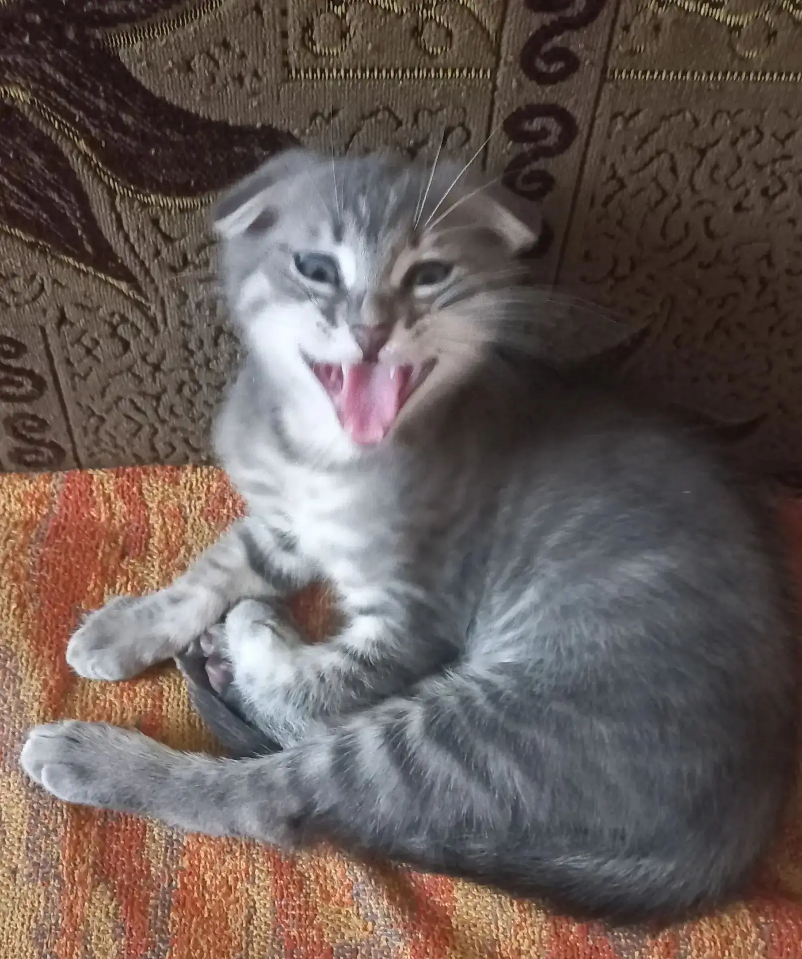 📌Пишите в комментариях, кому принадлежит эта кошка и чьи котята
