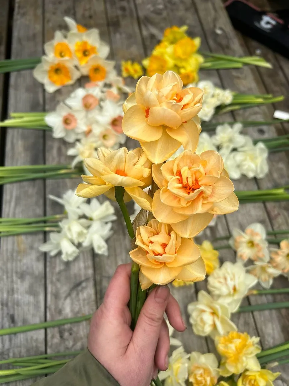🌿 Друзья, у нас стартовала закупка на нарциссы. У нас будет несколько предложений, но ...