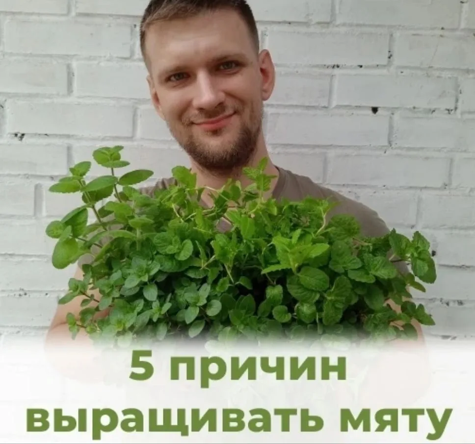 5 ПРИЧИН ВЫРАЩИВАТЬ МЯТУ