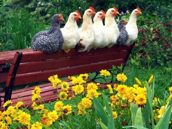 ОБЪЯВЛЕНИЕ !!!