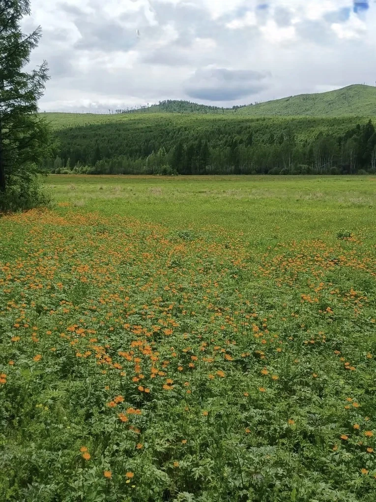 🌳🌲На 17 июня 2026 года лесопожарная обстановка в Забайкальском крае остаётся стабильной

🟢 Лесных