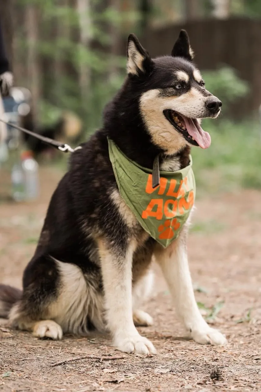 🐶 «Зоофрендли» в Меге: знакомство с животными, лекции и мастер-классы

В летнем амфитеатре ТРЦ Мега