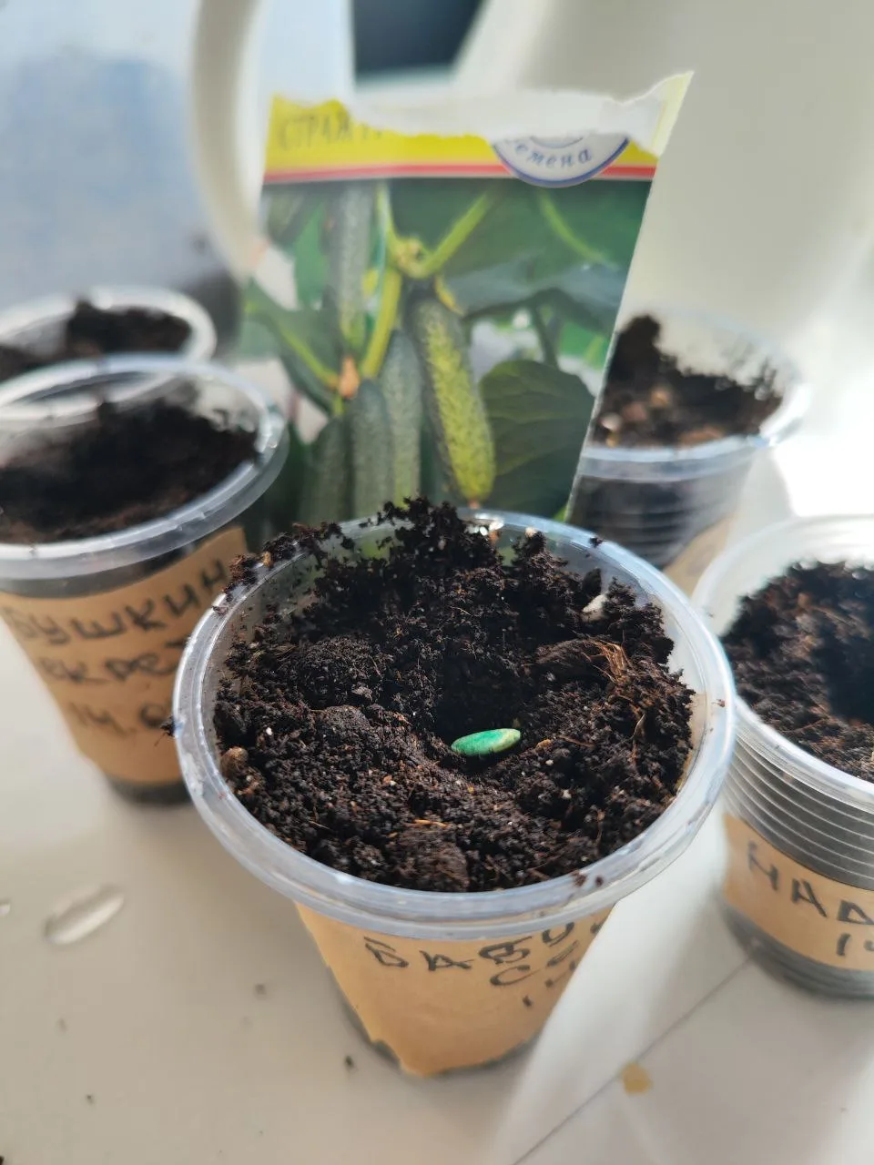 Как посадить огурцы на летний урожай для засолки  

🌱 Выбираем правильные сорта 

Не все огурцы оди