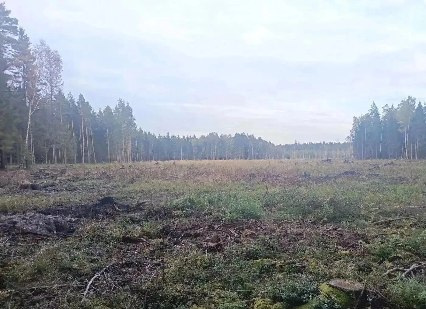 У деревни Шебаново завершена сплошная санитарная рубка