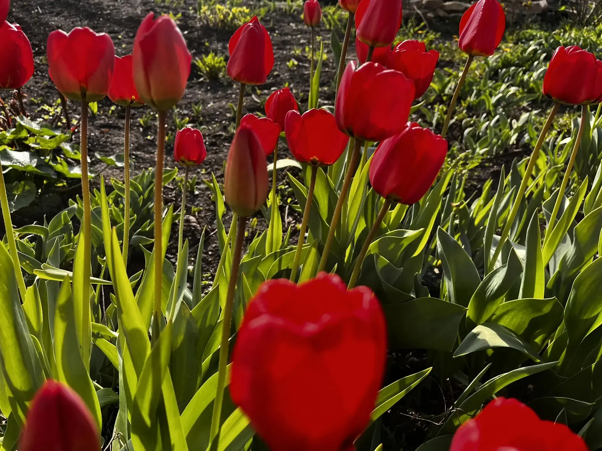Каждую весну тюльпаны украшают своей красотой территорию школы🌷🌷🌷