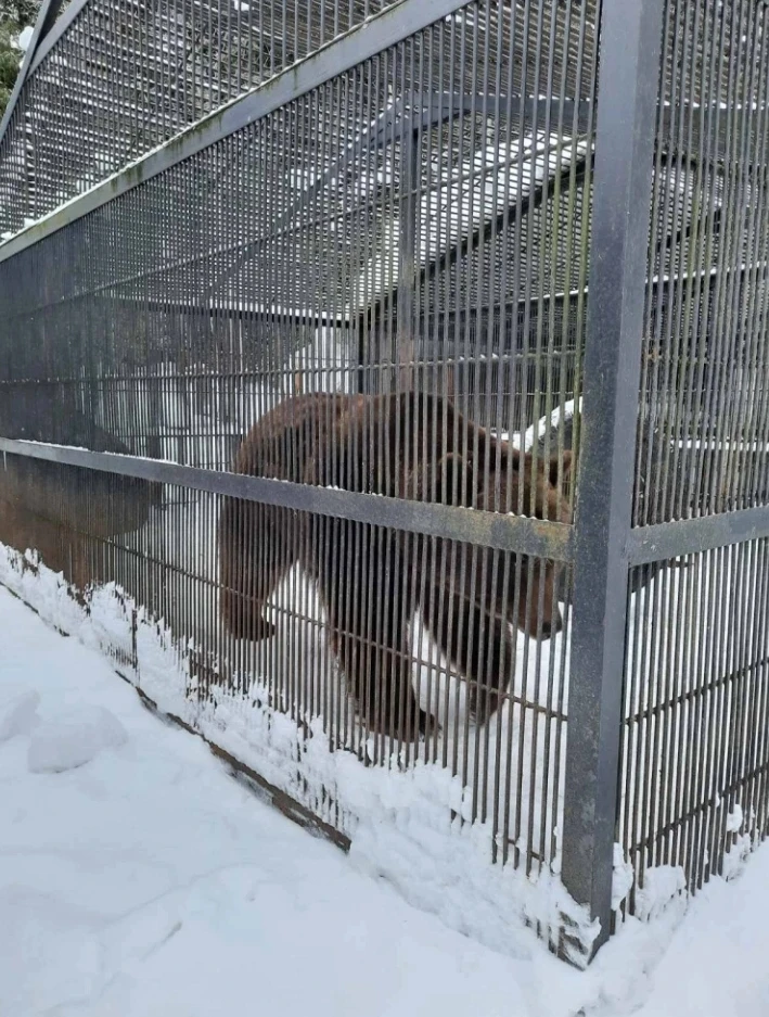 Степану — 25! Легендарный юбилей в «Шапшинском урочище»! 🐻🎂