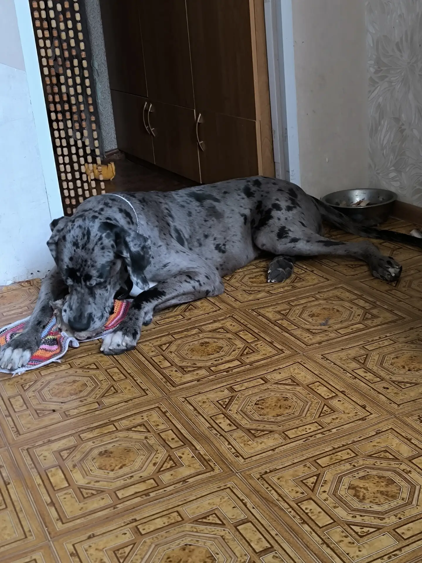 Отдам дога, девочке 2 года. тел 8950 993 34 90
