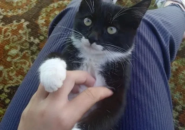 🐱 Привет, я Мася! 😍