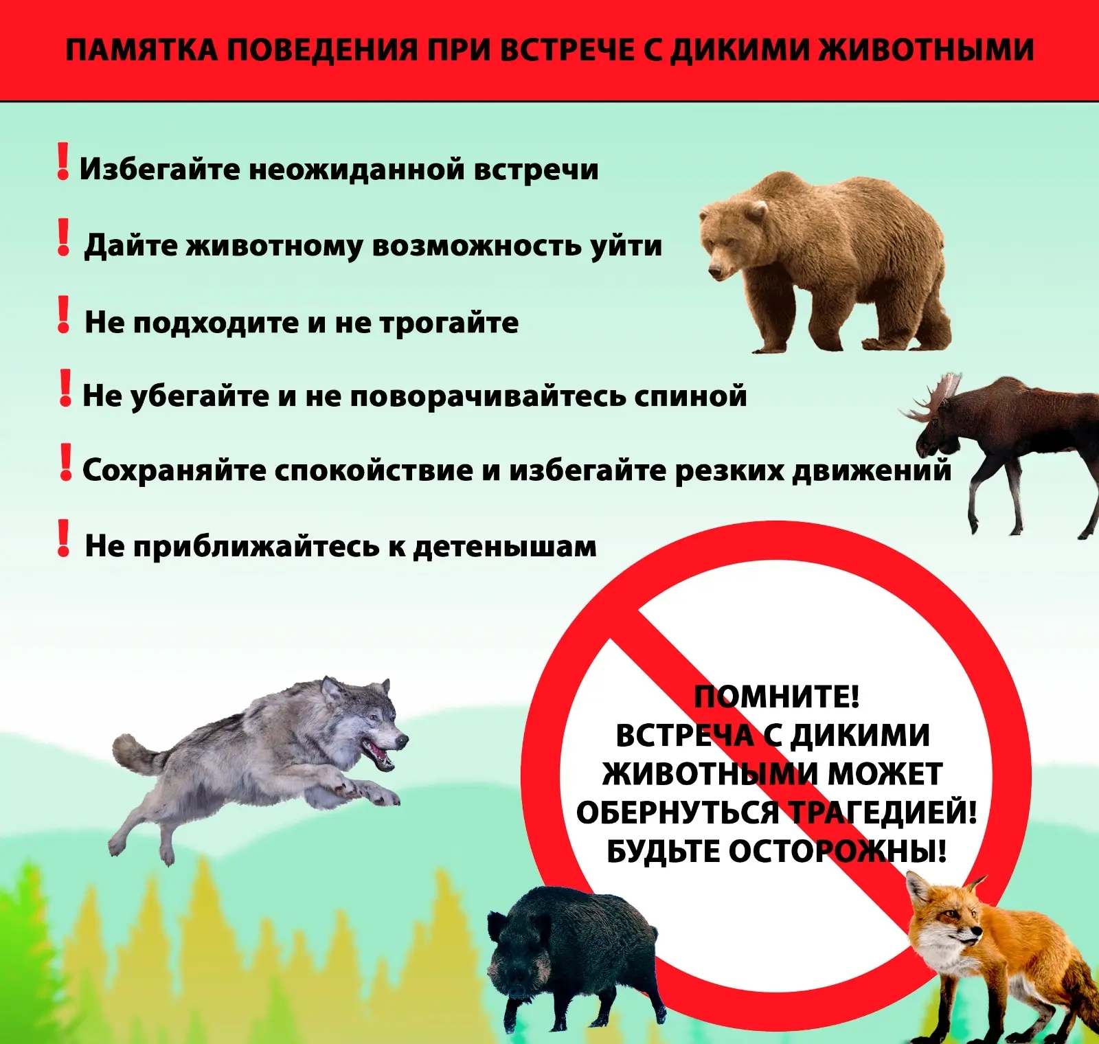 При встрече с дикими животными важно сохранять спокойствие и действовать обдуманно! 🐺🐿🦊