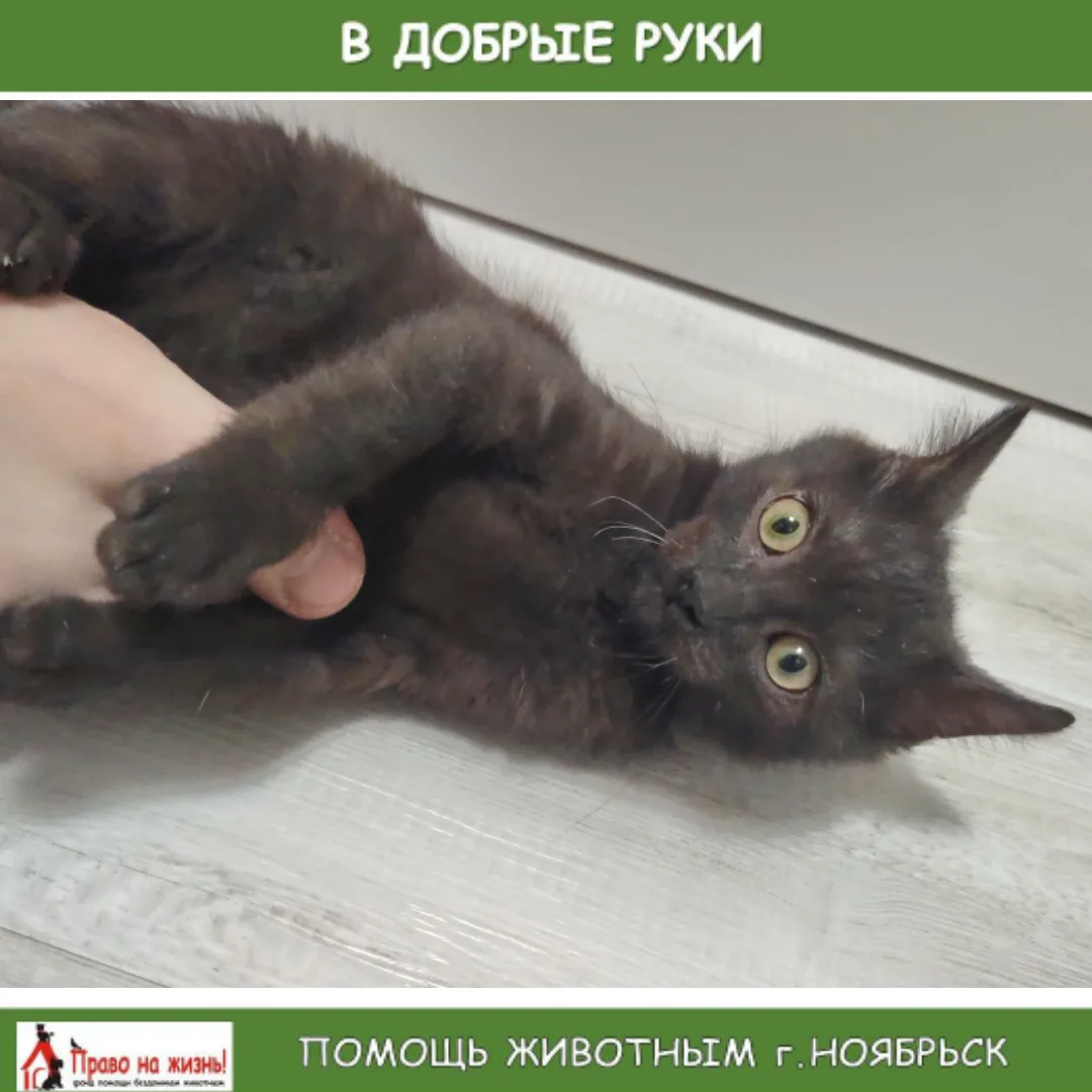 В ДОБРЫЕ РУКИ

Кушает сухой корм для котят, возраст его примерно 3 месяца, он невероятно активный, и