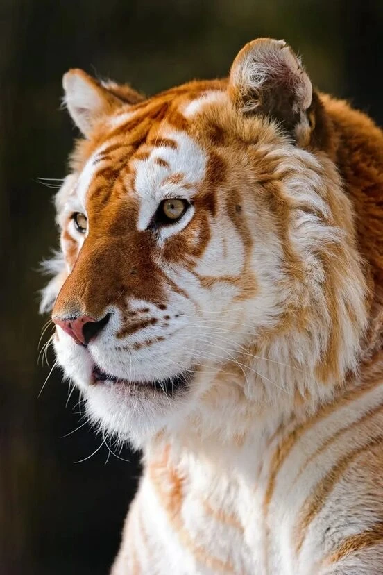 🐅✨ Золотой тигр: редкий красавец с «солнечной» шкурой ✨🐅

Вы когда-нибудь видели тигра не оранжево