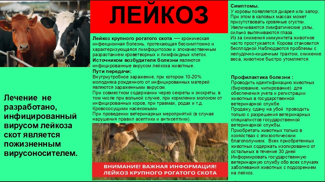 Лейкоз!