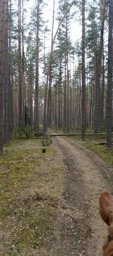 В лесу завалы, через поле можно в принципе проехать, только ветки местами убрать