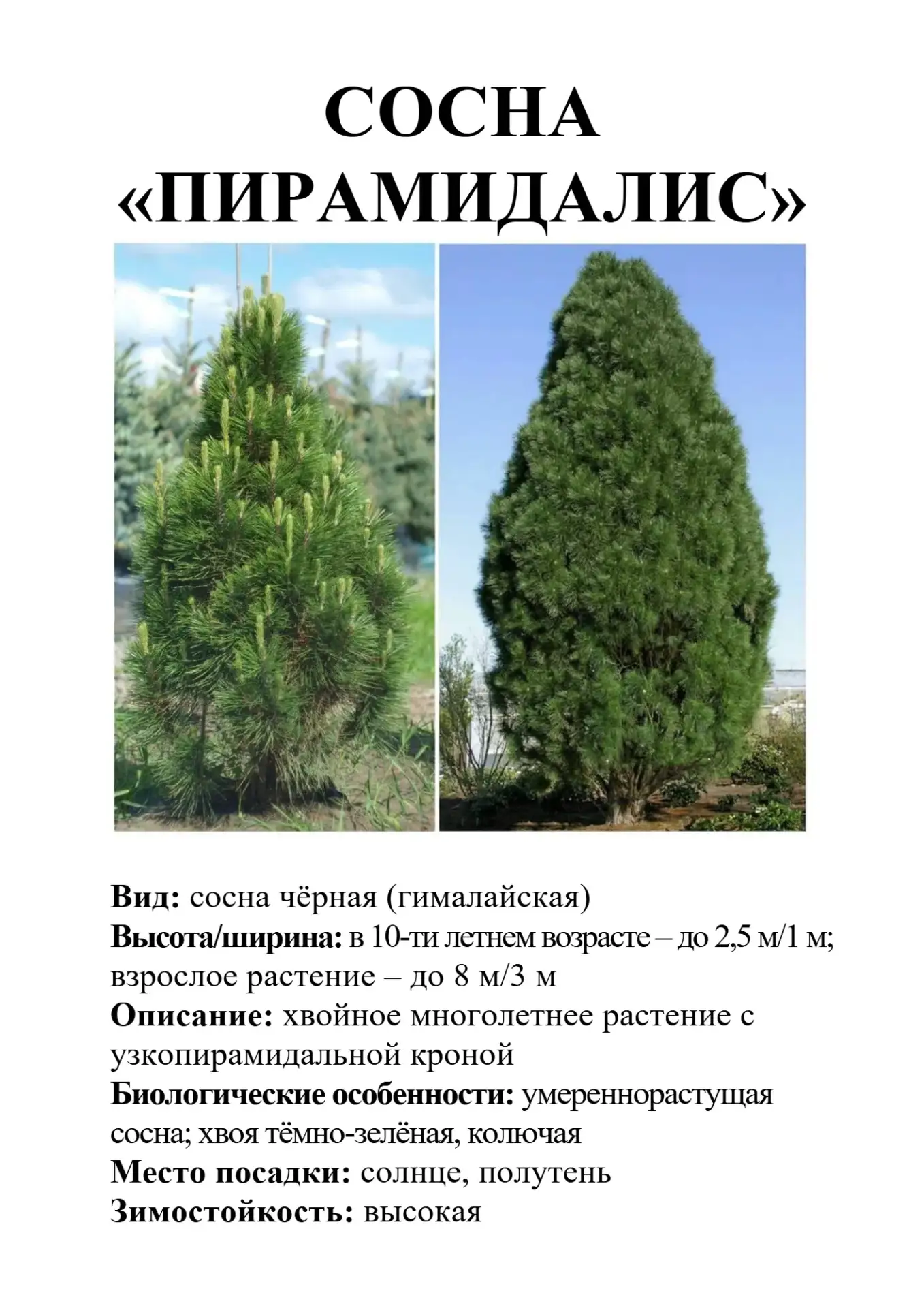 Сосныв ассортименте

Украшение сада!
 Эти неприхотливые хвойные впишутся практически в любой дизайн 