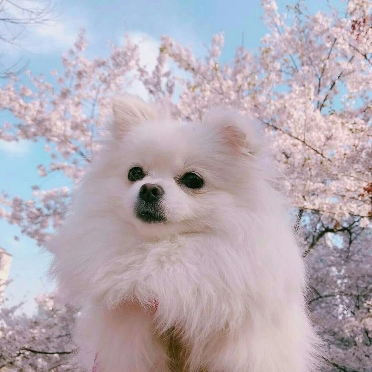 Авы со шпицами 🥰