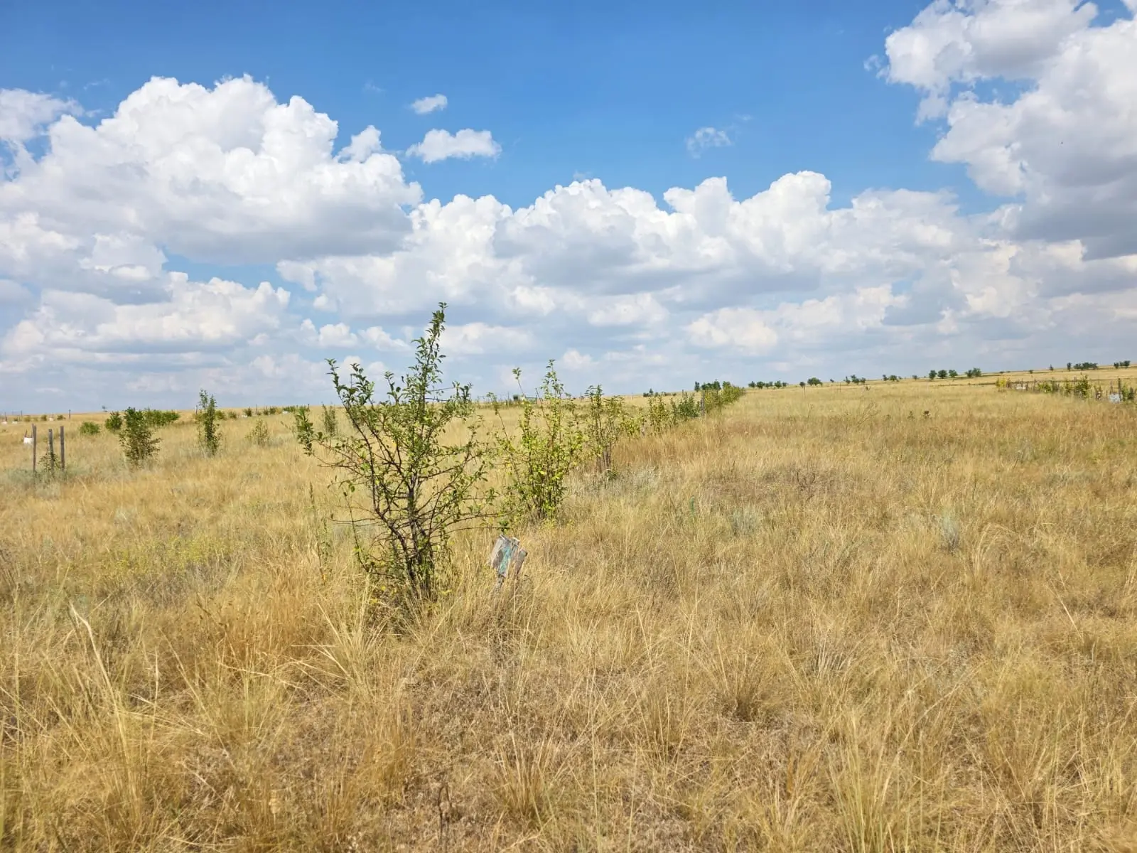 🌳 В Сад Победы "Сталинград" приехала команда из 5-и человек с Белгородской, Воронежско...