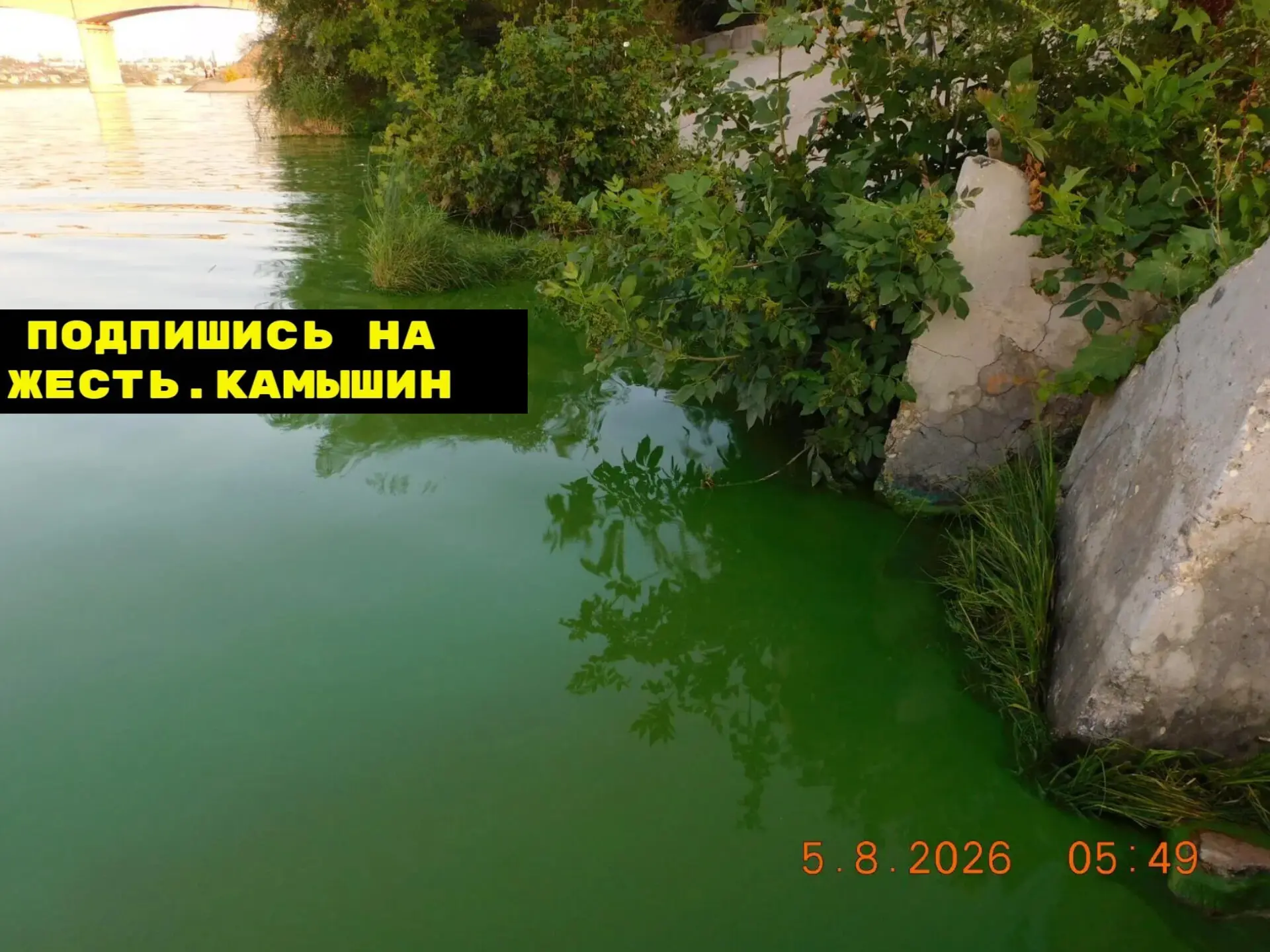 Зелени вам болотной в ленту.