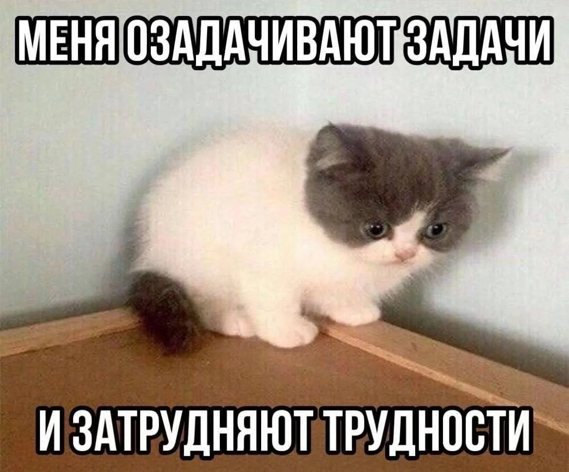 Кто в понедельник себя чувствует так же, как котик с картинки?😁