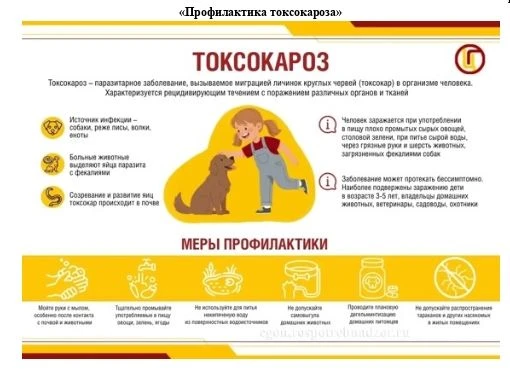 Профилактика токсокароза