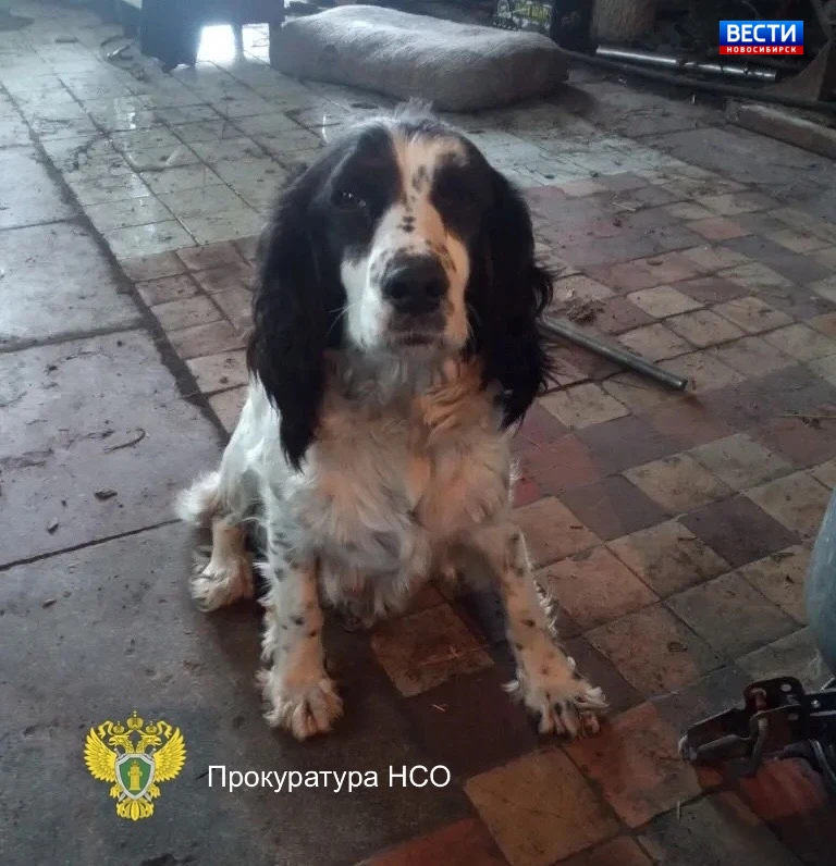 🐕 Украл спаниеля