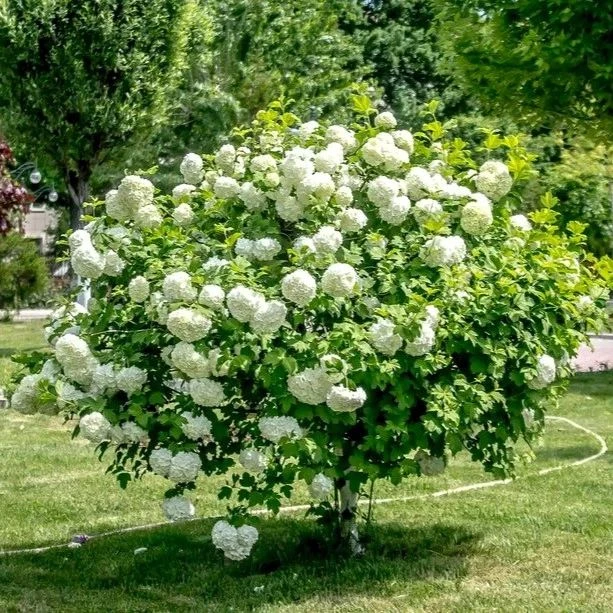 🌸 Калина Бульденеж  — снежные шары в вашем саду! 🌸