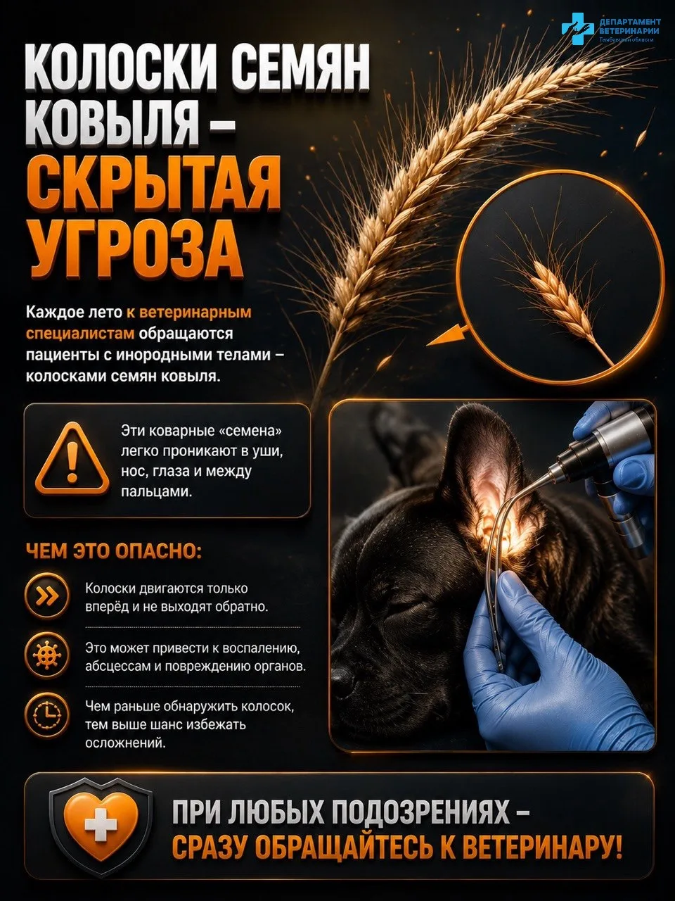 🌾 КОЛОСКИ СЕМЯН КОВЫЛЯ — СКРЫТАЯ УГРОЗА ДЛЯ ЖИВОТНЫХ