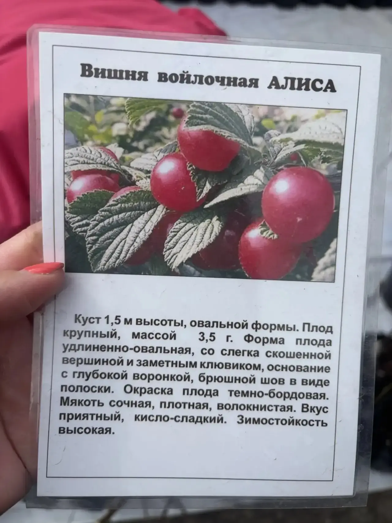 Сезнең белән бергә утырткан чия чәчәк атты бит әле😍👍 Шушы сорт ул, су күп ярата