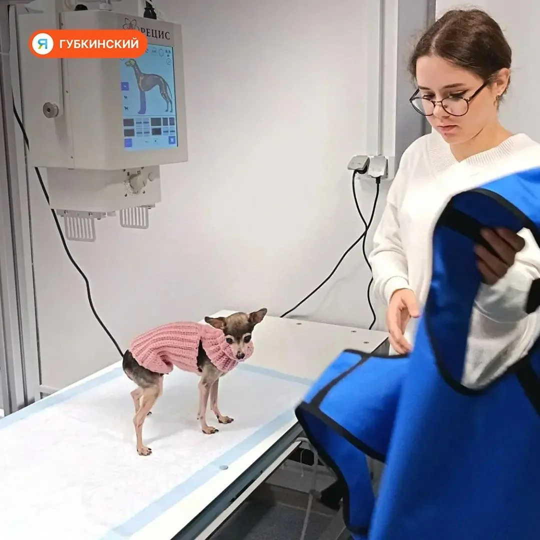 Отличные новости для всех, кто любит своих хвостатых! 🐾