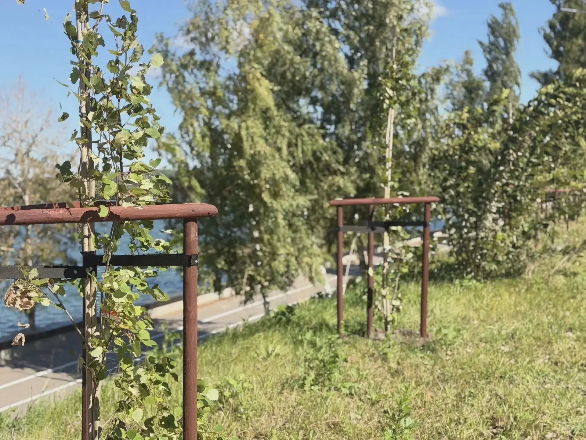 600 новых деревьев для Калуги