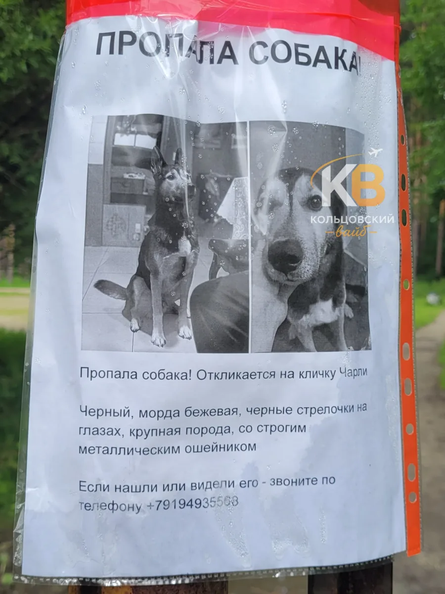 В парке развешаны объявления о потери собаки 🐕