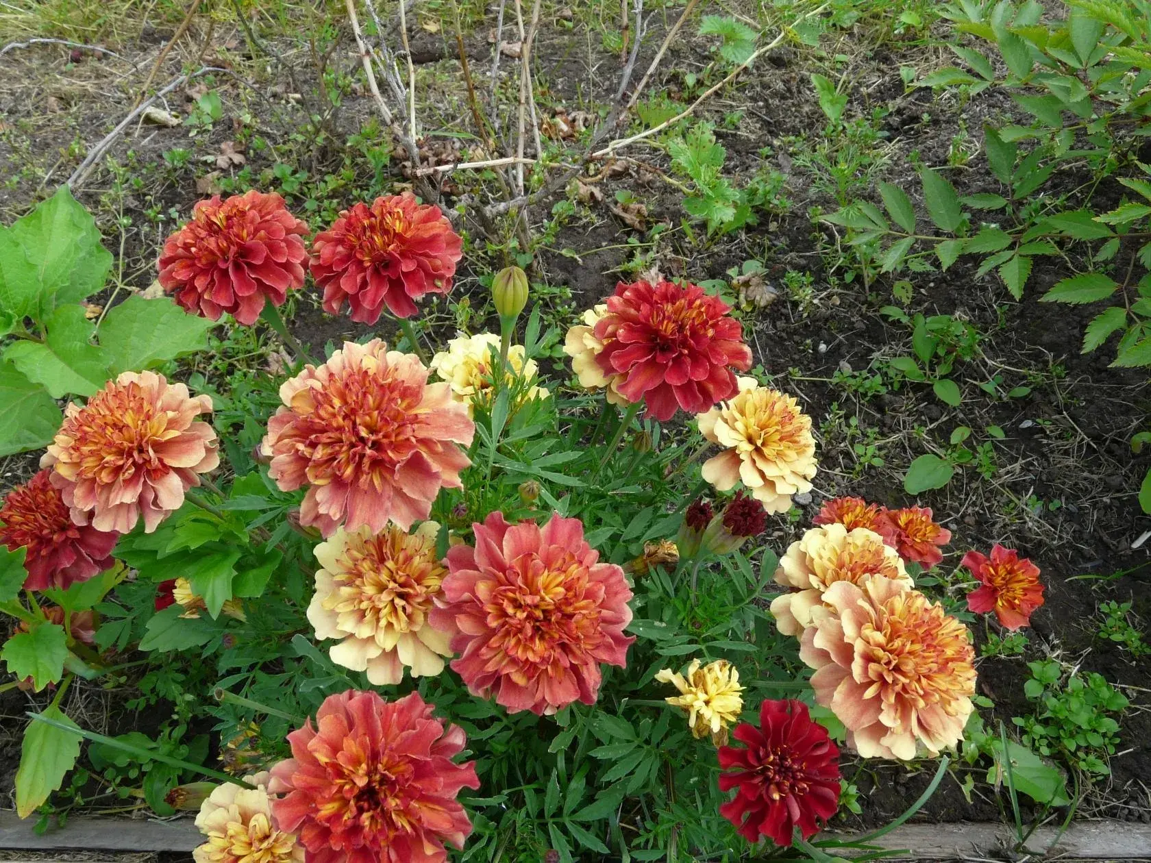 🌼 Встречайте уникальные бархатцы-хамелеоны! 🌼 Эти удивительные цветы способны менять свой окрас в за