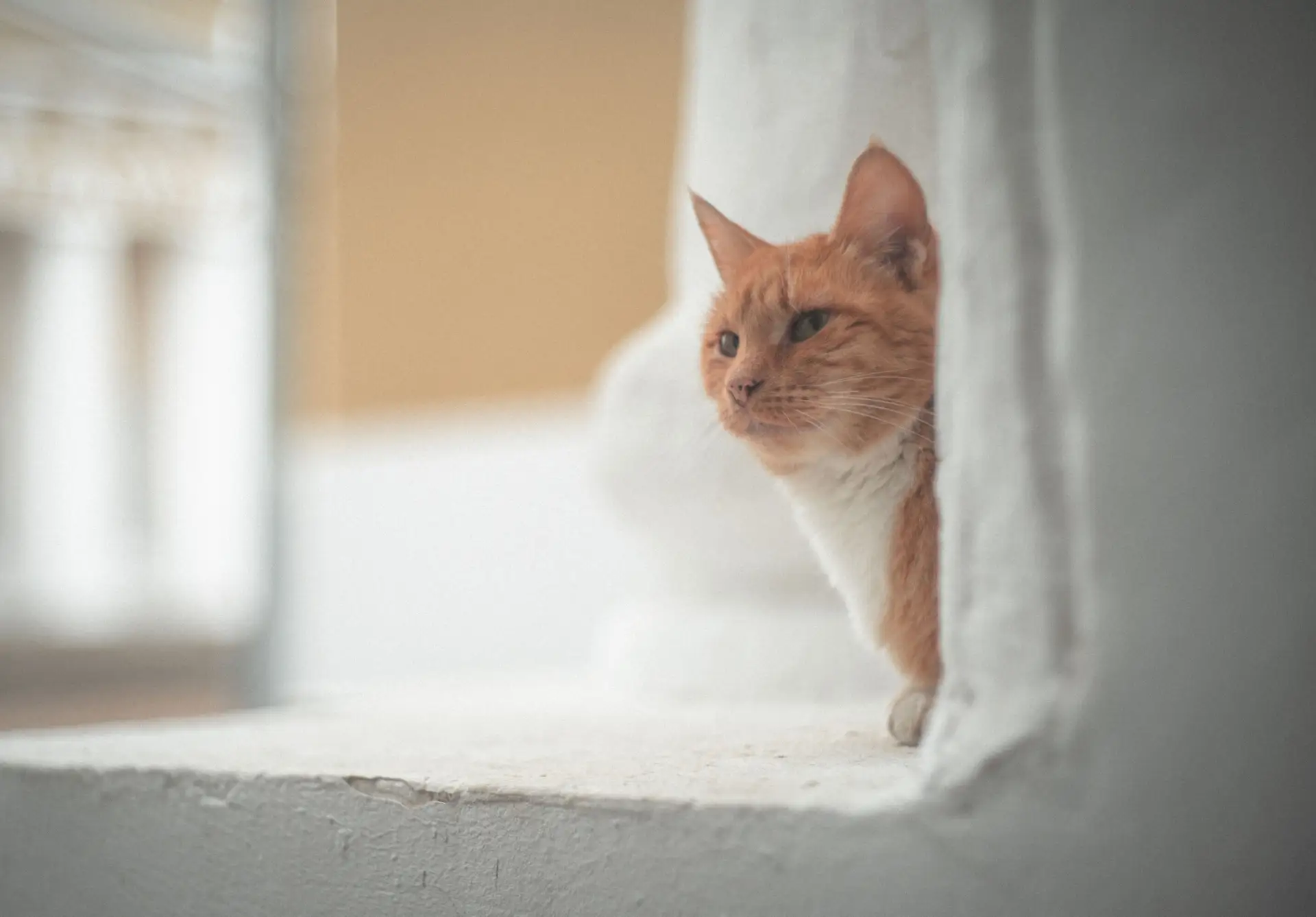 🐾 Селигерские кошки, словно фотомодели