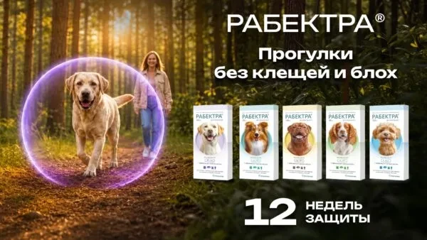 На рынок вышла «Рабектра» — первый российский флураланер, получивший разрешение на испо...