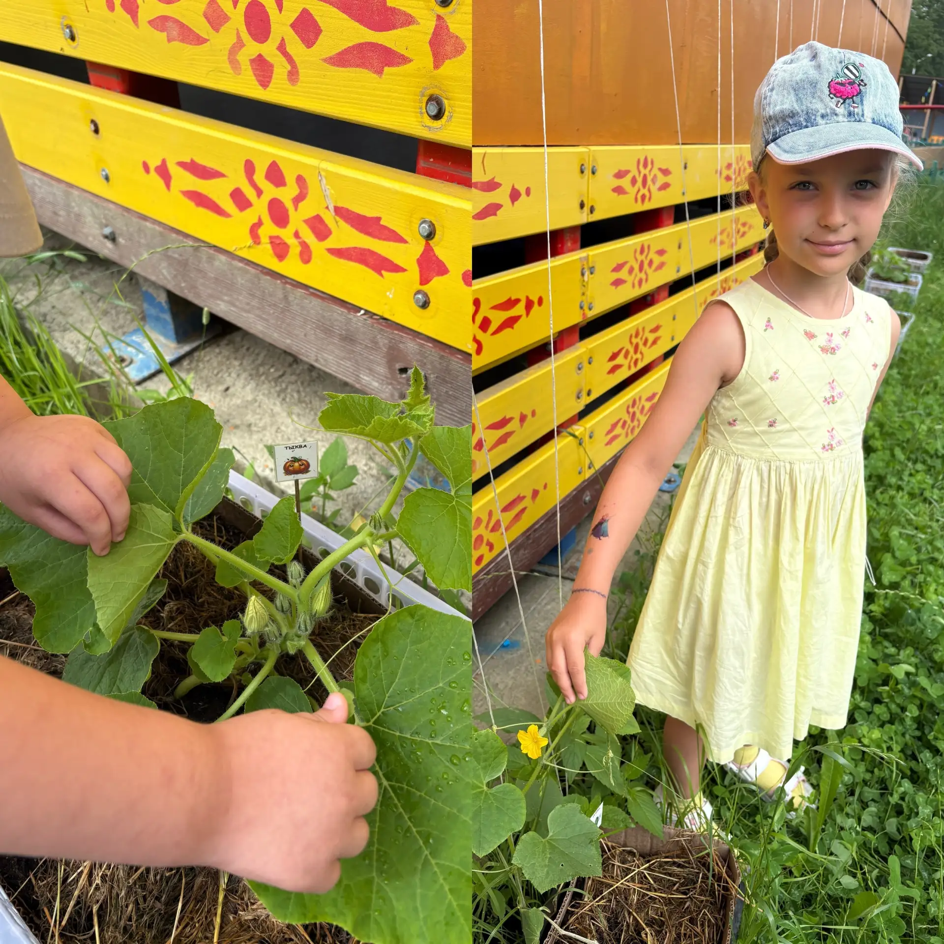 В рамках реализации проекта «Чудеса в огороде» мы рады вам похвастаться! 🌱

На наших грядках случил