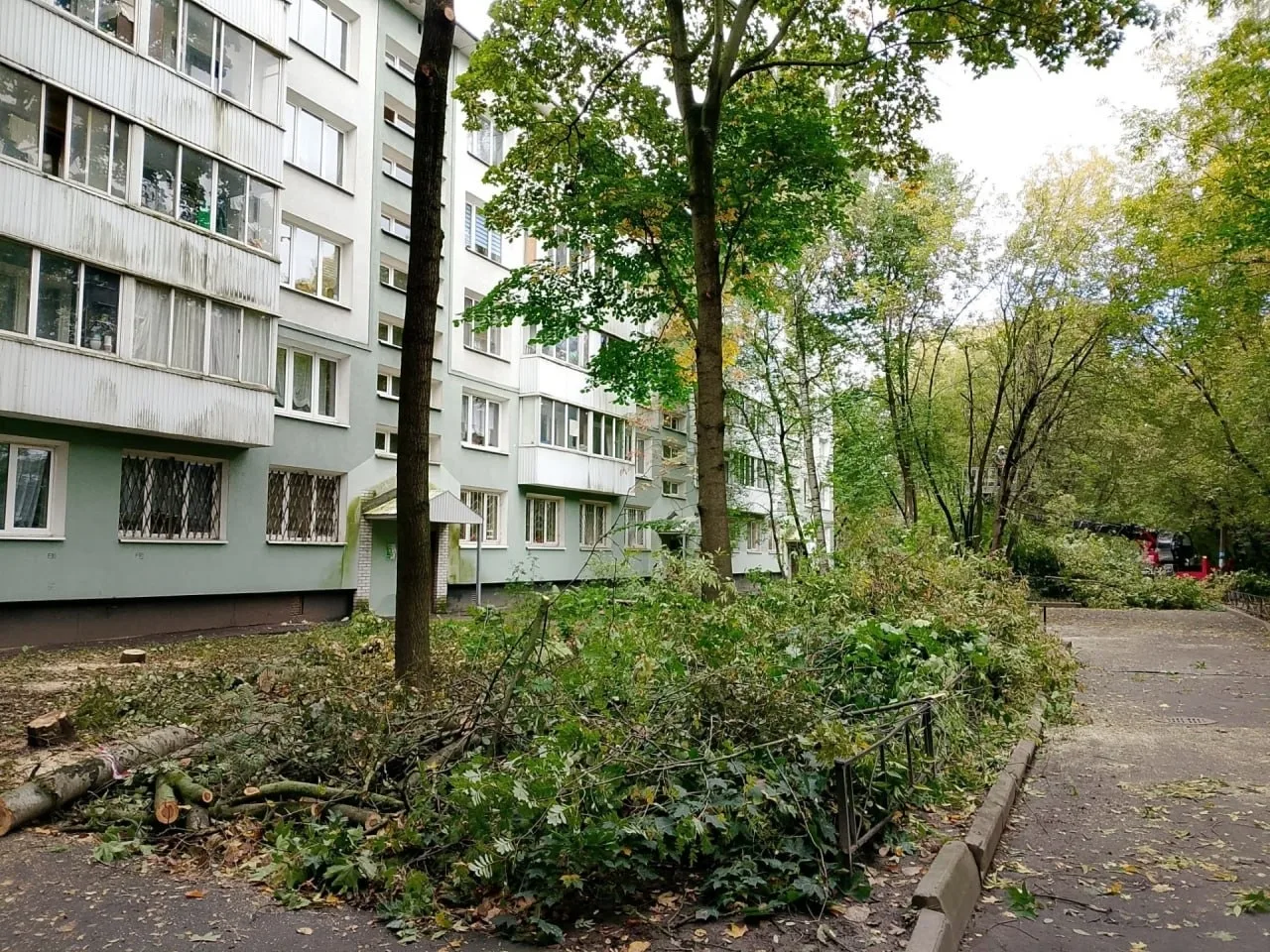 Во дворе на Белградской улице исчезли деревья